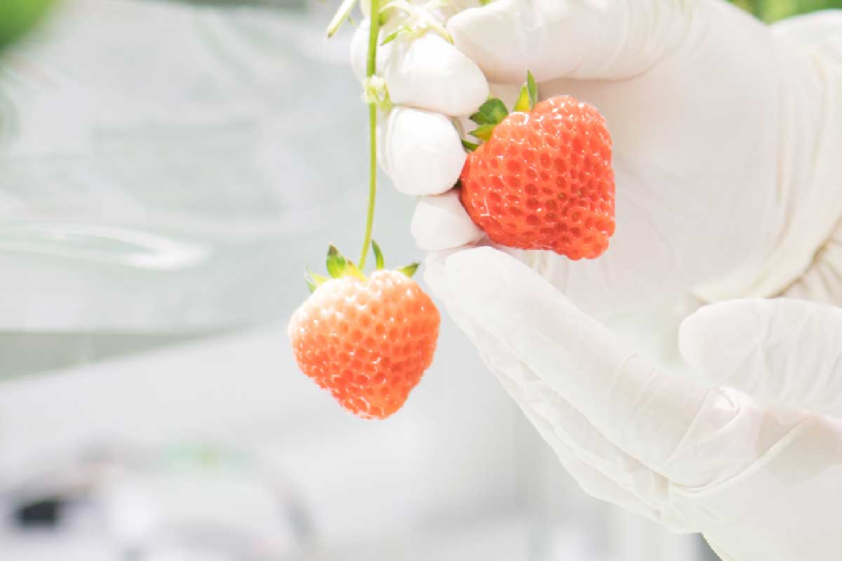 strawberry_3